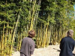 China Gold Bamboo Clumping 6m Tall Culms 5 Cm Wide Stunning Lemon Yellow Culms And Green Stripes Can Be Used As A Sc Hardy Plants Construction Jobs Plants