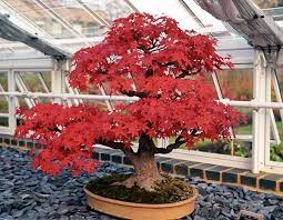 Beli tanaman maple online berkualitas dengan harga murah terbaru 2021 di tokopedia! Jual Biji Benih Bonsai Japanese Red Maple Import Di Lapak You And I Bukalapak