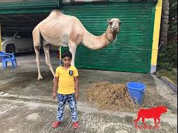 Showing best prices for perfumes in saudi arabia. Camel History Characteristics Price In Bangladesh Hamba Hamba Com à¦¹ à¦® à¦¬ à¦¹ à¦® à¦¬ à¦•à¦®
