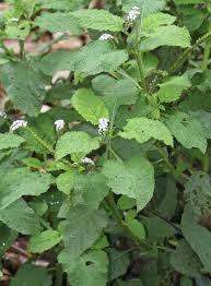 Image result for Heliotropium indicum