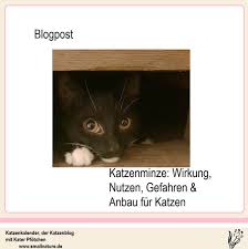 Doch was ist das geheimnis hinter der wirkung. Katzenminze Wirkung Fur Katzen Nutzen Gefahren Anbau