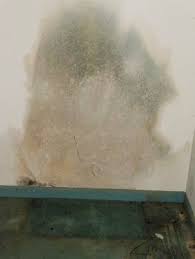 Fortunately, these disappear as soon as the mold is removed. Dangers Of Blue Mold In The Home Health Issues Finding Removal