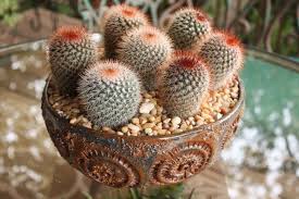 Globular cactus comes in a variety of shapes and sizes. Cactus Info Photos And Ids