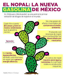 Los países en los que hay mayor tráfico ilegal de cactus son estados unidos y méxico, donde unas 600 especies son nativas y unas 400 endémicas, es decir que. Nopal Power Nopal Lucy Cactus Company Facebook