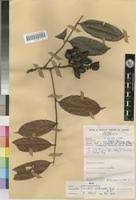 Image result for Sorindeia winkleri