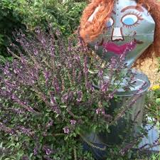 Check spelling or type a new query. African Blue Basil And Basil Downy Mildew