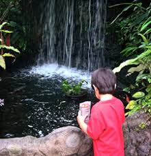 Haha.they charge us rm8.its quite cheap.when we entered, i was amazed, there are a lot or butterfly. Qhaliff Teruja Di Taman Rama Rama Kl Ben Ashaari