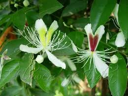 Image result for Capparis fascicularis