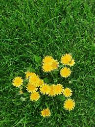 Oxalis looks a lot like clover, but you can tell the difference by looking closely at the leaves. 9 Lawn Weeds You Won T Want In Your Yard Bob Vila Bob Vila