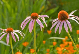 20 best perennial flowers for nj residents. How To Plant Perennial Flowers Planet Natural