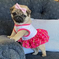 Pin By Sthephanie Toledo On Pug Cute Pugs Cute Animals Cute Funny Animals