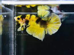 3mo · fifteenlostkeys · r/aquariums. Just Betta Bumblebee Delivery Available Facebook