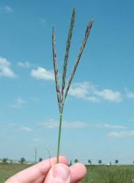 Image result for Andropogon schirensis