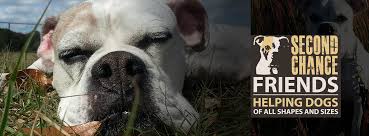 We do not have a central shelter or location, all of our dogs are housed with the dedicated foster homes of cbr. Welcome