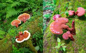 Image result for Ganoderma tsugae