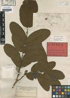 Image result for Combretum psidioides
