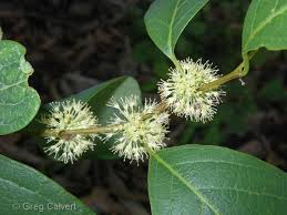 Image result for Flueggea