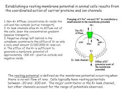 We did not find results for: Membrane Structure Membrane Transport Of Small Molecules Ppt Video Online Download