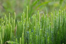 Image result for Lycopodiaceae