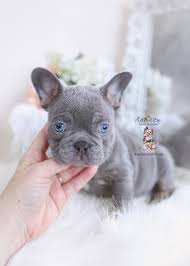We have 2 beautiful female french bulldog puppies born available immediately. French Bulldog Puppies For Sale By Teacups Puppies Boutique Teacup Puppies Boutique