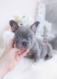 We did not find results for: French Bulldog Puppies For Sale By Teacups Puppies Boutique Teacup Puppies Boutique