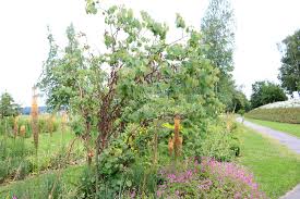 15 Kleinwuchsige Baume Fur Kleine Garten