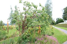 Der walnussbaum (juglans regia) ist ein solcher baum, der bis zu 30 meter hoch werden kann und eine sehr breite, ausladende krone entwickelt. 15 Kleinwuchsige Baume Fur Kleine Garten