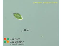 Image result for Utricularia reflexa