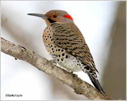 Nova Scotia Bird With Red On Back Of Head Northern Flicker