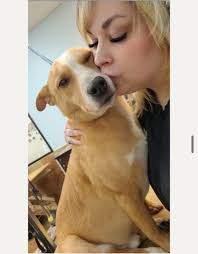 aggressive cat groomer in clinton?