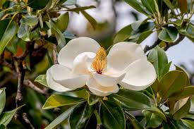 While there are hundreds of compact evergreens for small gardens, these 15 are exceptional varieties i've personally worked with. Magnolia Grandiflora Southern Magnolia