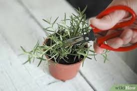 Come conservare il rosmarino fresco. Come Conservare Le Erbe Aromatiche 6 Passaggi
