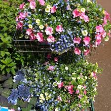 Lisateavet bachman's floral, gift & garden kohta leiate veebisaidilt www.bachmans.com. Bachmans Plymouth Garden Center In Plymouth Wayzata