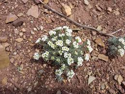 Image result for Psilotrichum