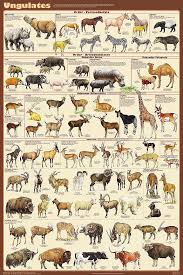 Rollin Safari What If Animals Were Round Hayvan Resimleri Hayvanlar Hayvan