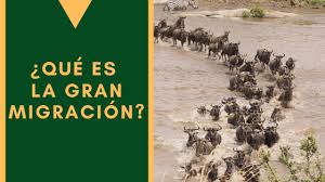 Fue en la primera llamada. Que Es La Gran Migracion Lengo Safaris