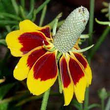 Mexican Hat Seeds Flower Seeds In Packets Bulk Eden Brothers