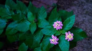 Image result for Lantana angolensis