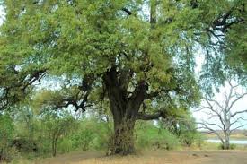 Image result for Diospyros mespiliformis