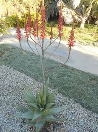 Image result for Synadenium cameronii