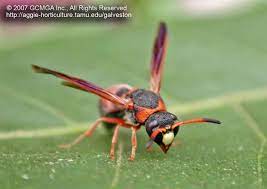 The red and black mason wasp frequently visits flowering plants and can Beneficial Insects In The Garden 39 Red Black Mason Wasp Pachodynerus Sp
