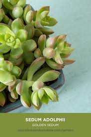 Cal farms succulents > blog > succulents > understanding the different types of succulent plants. Sedum Adolphii Golden Glow Succulents And Sunshine Sedum Adolphii Succulents Sedum