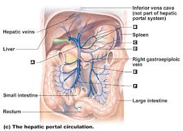 Vessel networks deliver blood to all tissues in a directed and regulated manner. Art Labeling Quiz