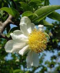 Image result for Oncoba