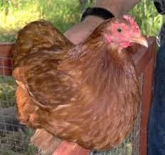 Day old cochin bantam chicks. Cochins The Round Fluffy Chickens Hubpages