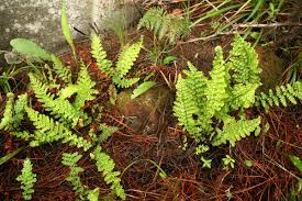 Image result for Mohria