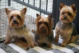 Cute Yorkie Haircuts Yorkshire Terrier Pitbull Terrier Yorkie