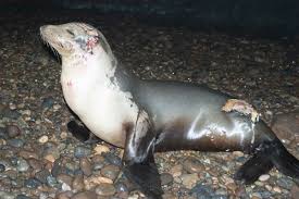 So not even penguins, which can escape onto beaches and ice floes, are safe from their 16.12.2020 · great white shark vs sea lion. Pictures Of Shark Bites On Animals Attacked By Sharks