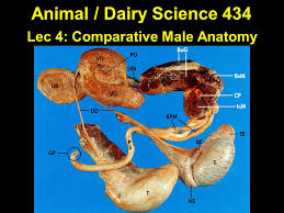 Choose from 500 different sets of flashcards about male anatomy on quizlet. Lec 4 Comparative Male Anatomy Ppt Video Online Download
