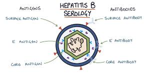 understanding hepatitis b serology results